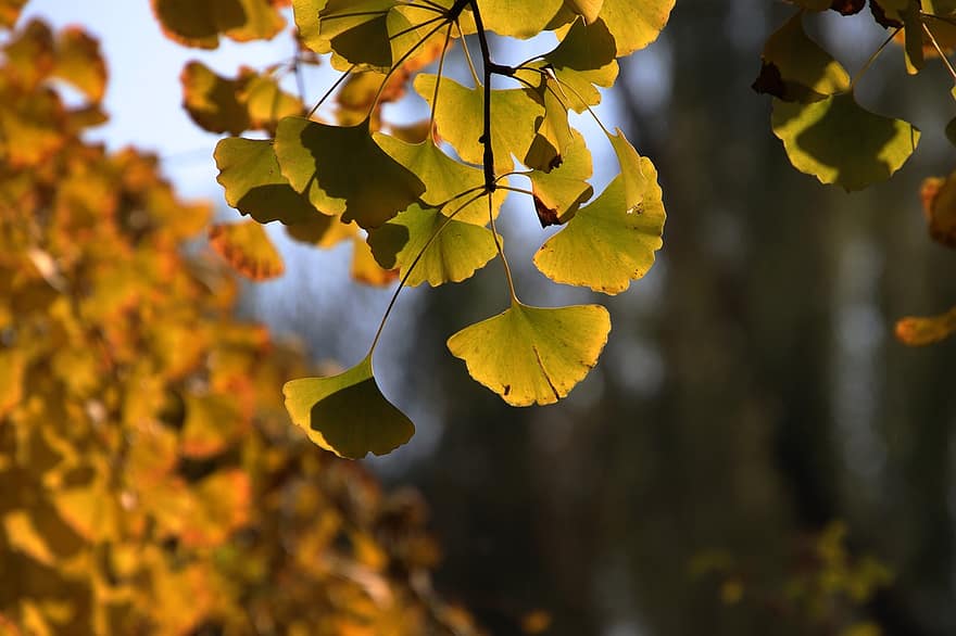 ginkgo, le foglie, ramo, albero, Ginkgo biloba, autunno, natura