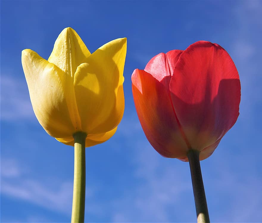 květ, tulipány, jaro, sezónní, Příroda, botanika, růst, okvětní lístky, květu hlavy, letní, žlutá