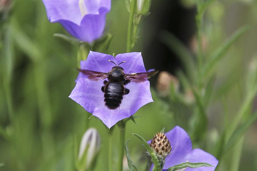 大工の蜂、蜂、花、昆虫、飛行、紫色の花、ワイルドフラワー、工場、自然
