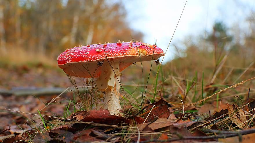 Mushroom, Fly Agaric, Fungus, Fly Amanita, Red Mushroom, Toadstool, Forest Floor, Grass, Leaves, Forest, Nature