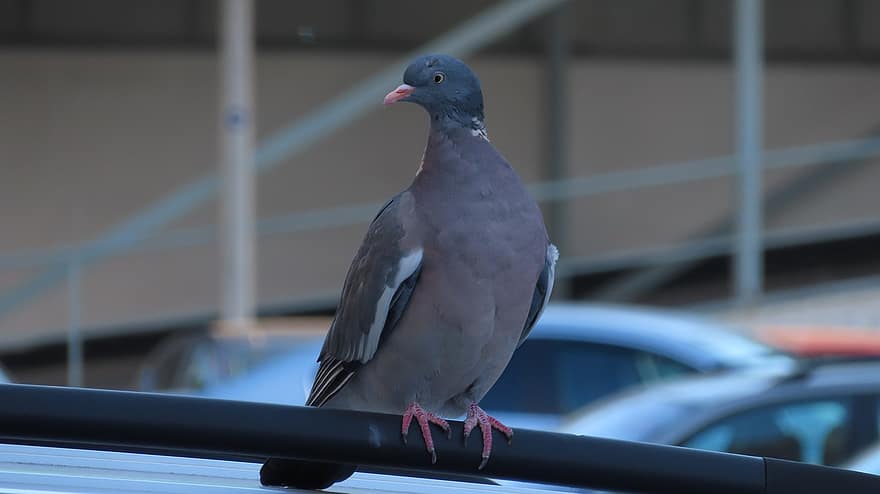 Pigeon, Bird, City, Animal, City Animal, Urban