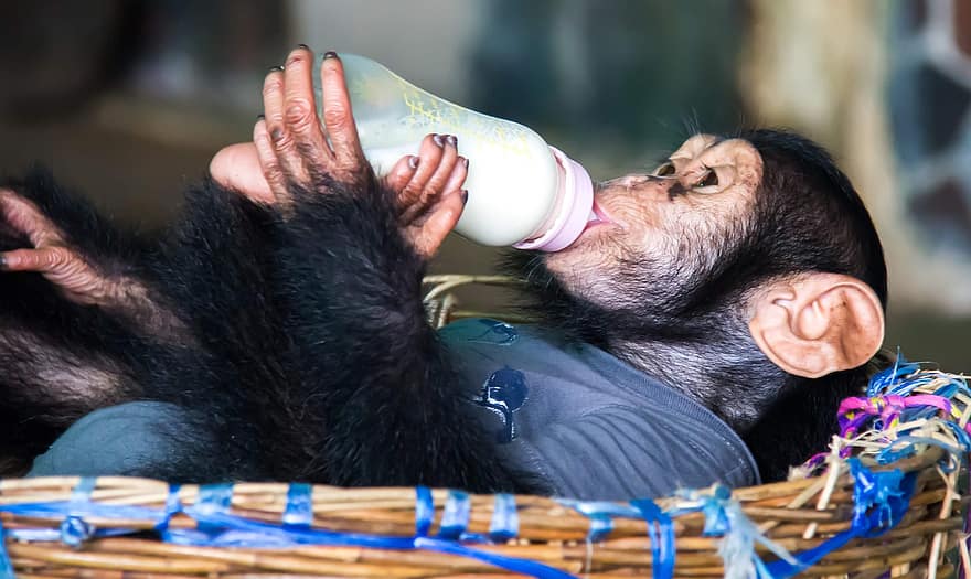 opice, šimpanz, primát, zvíře, krmení, krmení lahví, savec, volně žijících živočichů