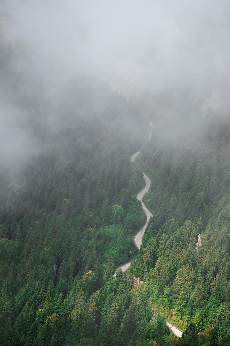 Nature, Trees, Outdoors, Travel, Exploration, Forest, Rural, Road, Jahorina, Fog