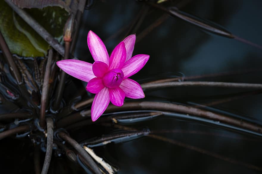 Water Lily, Flower, Plant, Pink Flower, Petals, Bloom, Aquatic Plant, Lake, Pond, Water, Nature