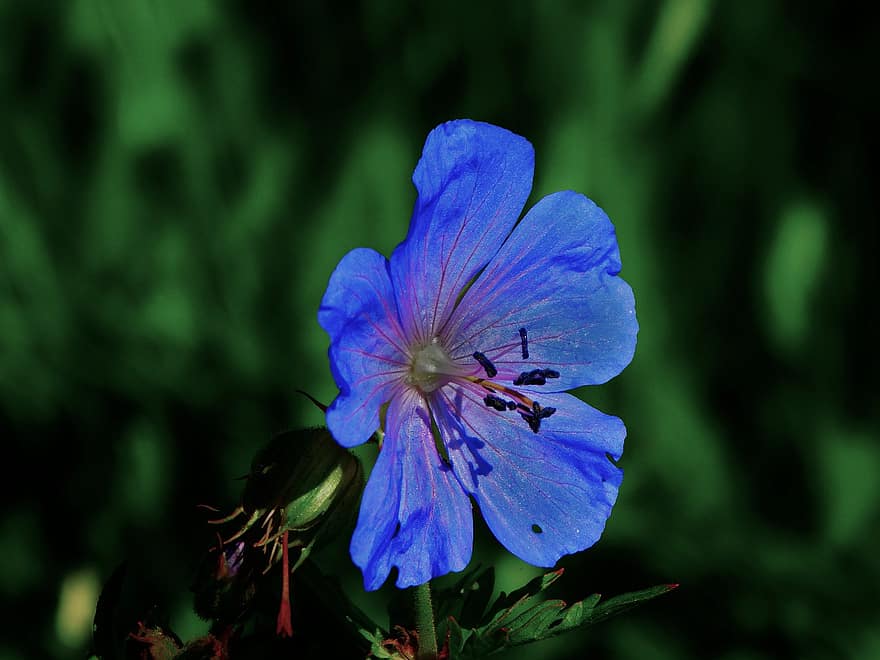 cranesbill, květ, rostlina, pelargónie, modrý květ, okvětní lístky, louka, Příroda