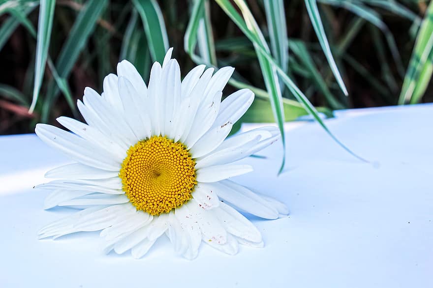margarita, flor, margarita blanca, flor blanca, pétalos, pétalos blancos, floración, flora