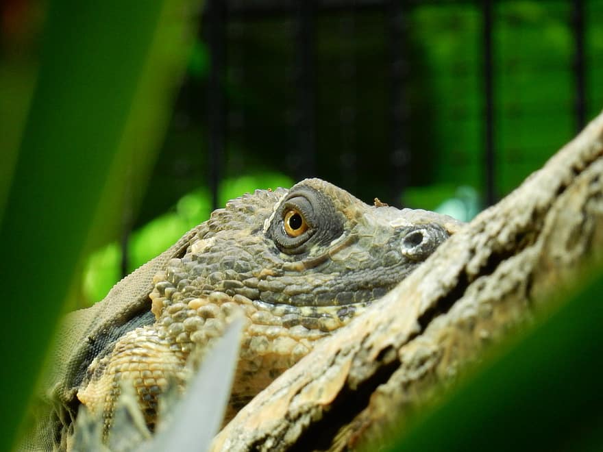 iguana, lagarto, réptil, animal