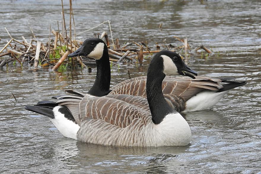 Canada geese, जंगली कुछ कलहंस, जलपक्षी, नदी का किनारा, नदी, झील, एवियन, तालाब, चोंच, पंख, पानी