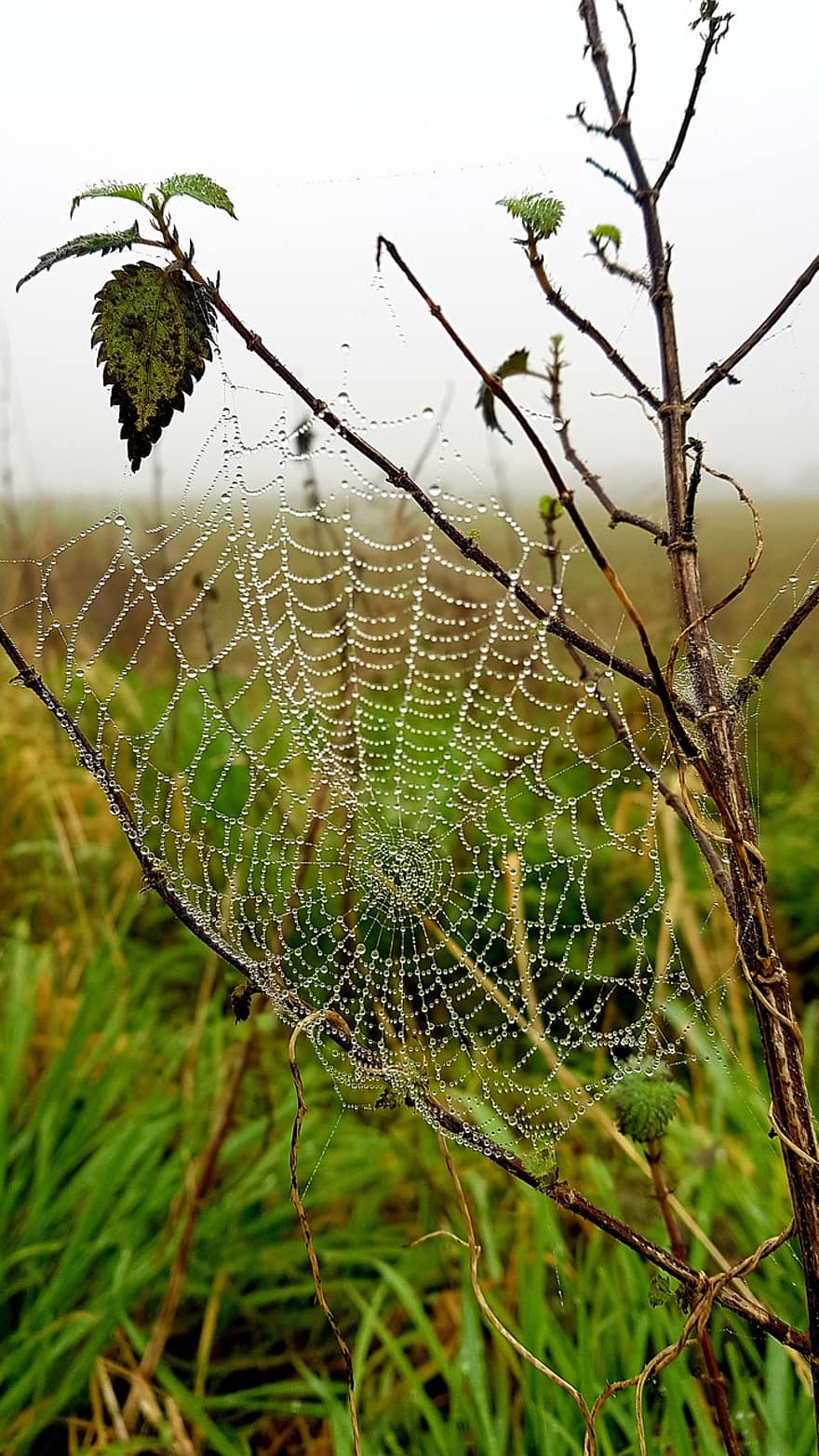 teia de aranha, orvalho, plantar, orvalho da manhã, gotas de orvalho, rede, Prado, natureza, fechar-se, Dew Web, Dewy Web