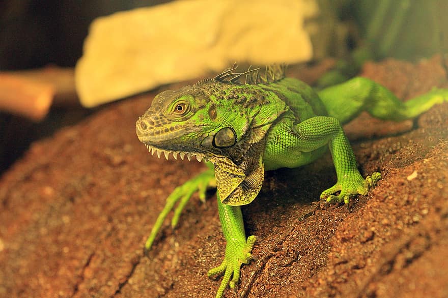 iguana, zwierzę, ogród zoologiczny, zielona iguana, Legwan amerykański, gad, dzikiej przyrody, egzotyczny, terrarium, Natura