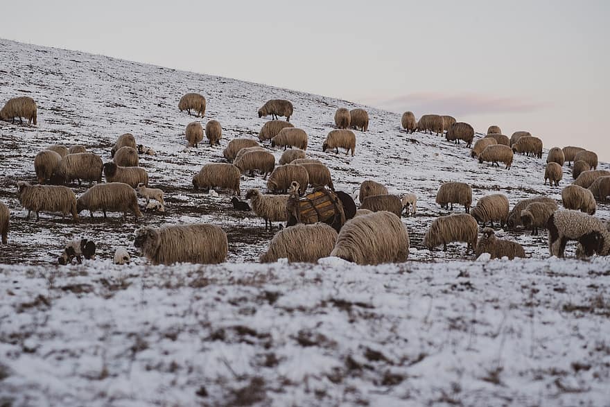 aitas, ganāmpulks, sniegs, dzīvnieki, ziemā, vilna, ganības, jomā, auksts, jēri, mājlopiem