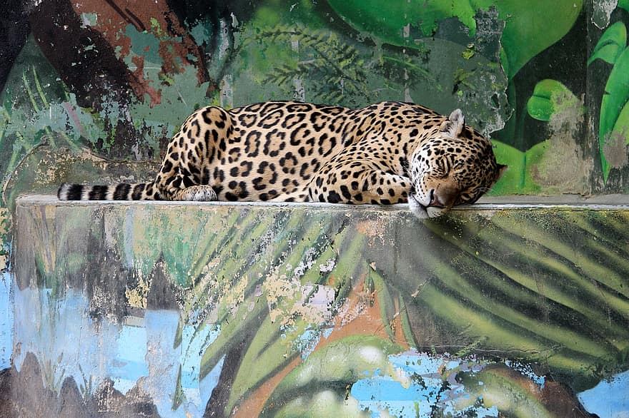 leopardo, bestia, animal, el zoológico, descanso, recreación