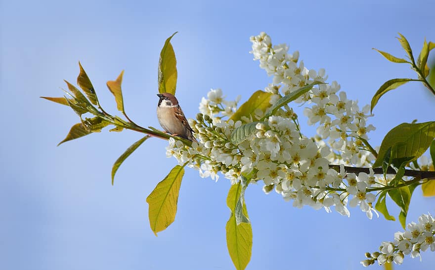 Ciliegia, prunus padus, pianta, passero, uccello, Sperling, uccello canoro, ramo, fiori, ciliegia di uccello comune, primavera