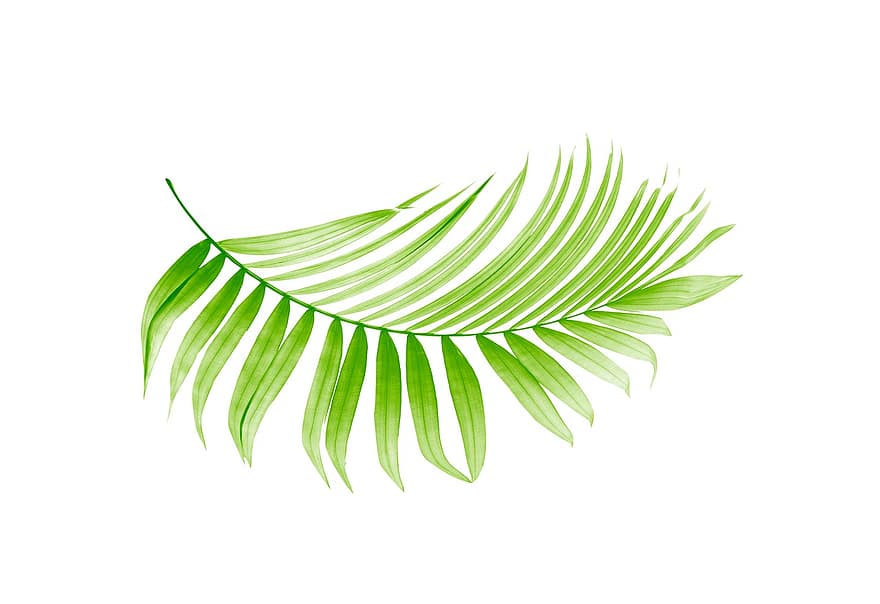 palma, hoja, hojas, árbol, verde, aislado, tropical, planta, verano, textura, exótico