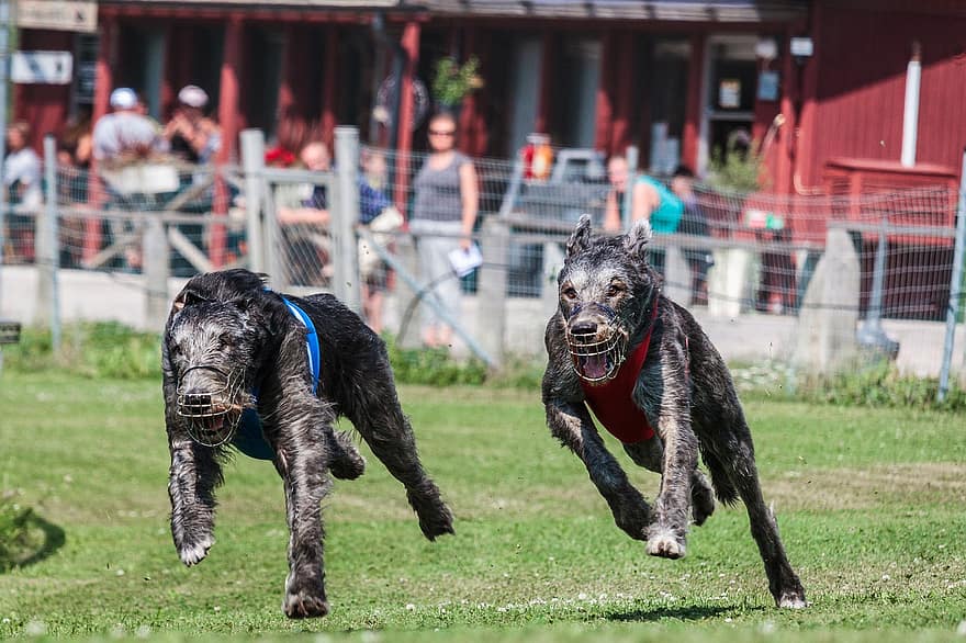 anjing bulldog, anjing, berlari, bidang, di luar rumah, aktif, binatang, gigi taring, kelincahan, atletis, kompetisi