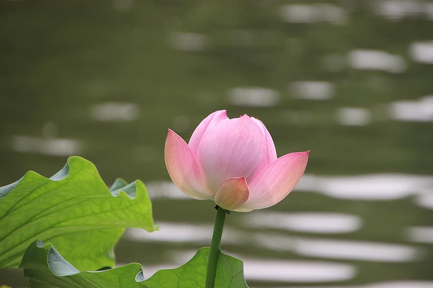 lotus, çiçek, bitki, pembe çiçek, yaprakları, Çiçek açmak, Nilüfer, Lotus yaprağı, suda yaşayan bitki, gölet, doğa