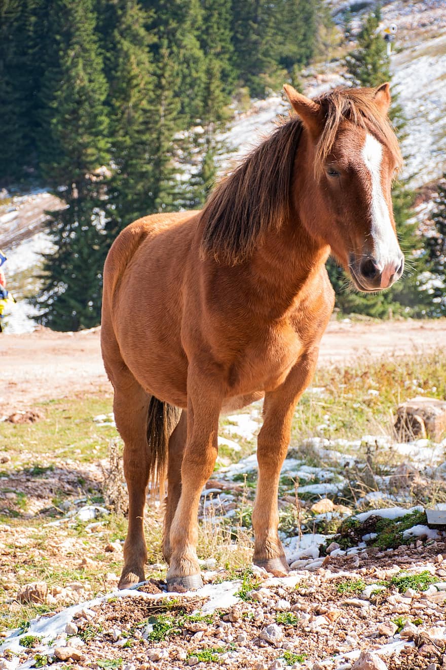 ngựa hoang, thú vật, đồng cỏ, con ngựa, động vật có vú, Thiên nhiên, mùa thu, Jahorina, bosnia