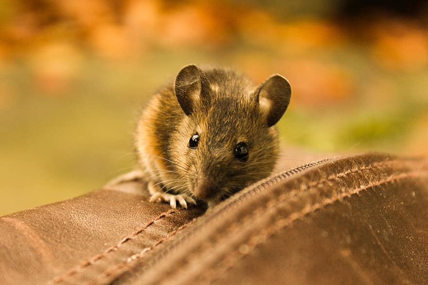 chuột, thú vật, loài gặm nhấm, động vật có vú, con thú nhỏ, sự gần gũi