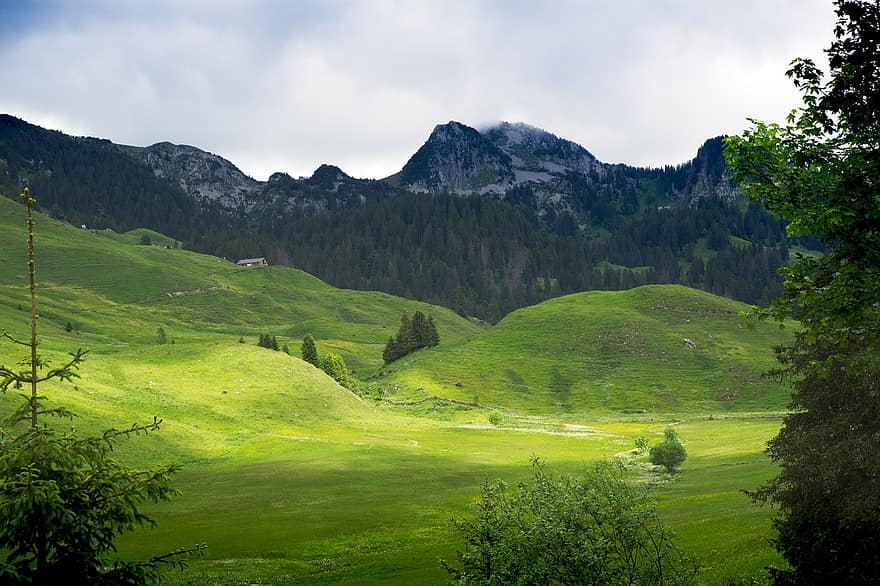 альпійське землеробство, луг, гори, поле, природи, зелений колір, трави, гірський, літо, краєвид, сільська сцена