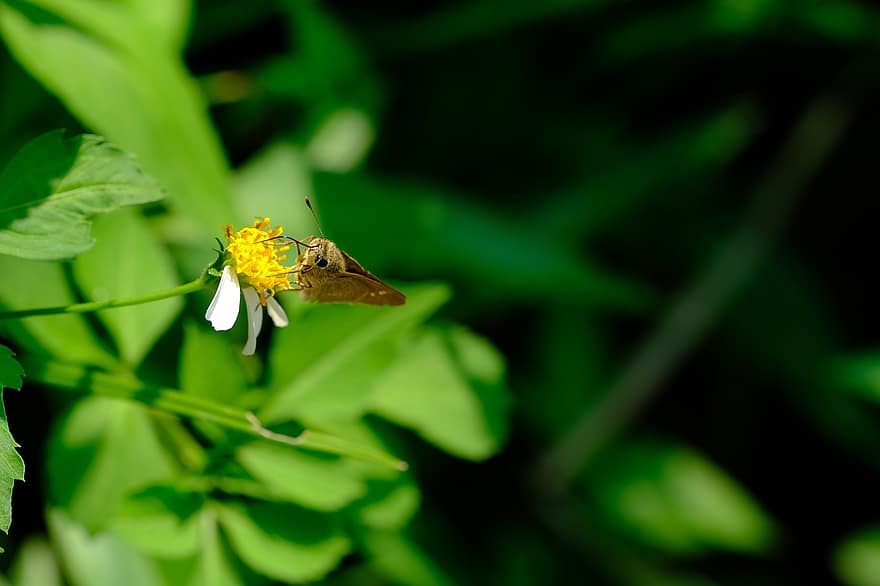 papillon, Marguerite, pollinisation, papillon de nuit, insecte, fleur, la nature