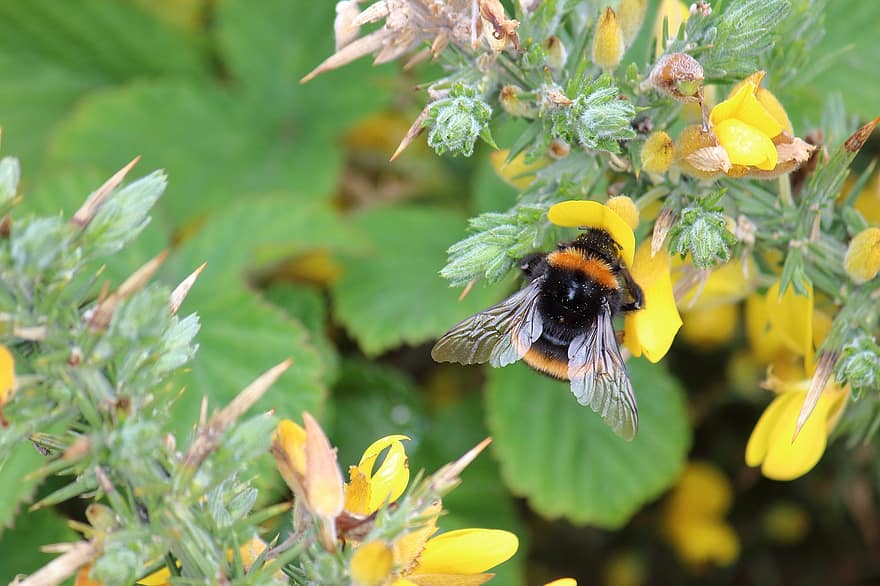 земна пчела, цветя, опрашване, пчела, насекомо, разцвет, градина, жълт, едър план, лято, зелен цвят