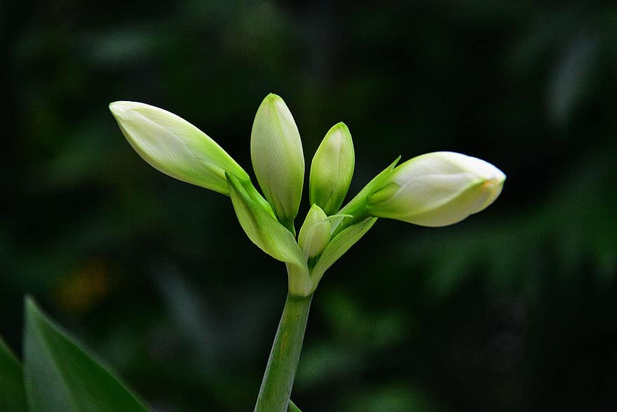 Lily of the valley, blomstringen, side, hyggelig, blomst