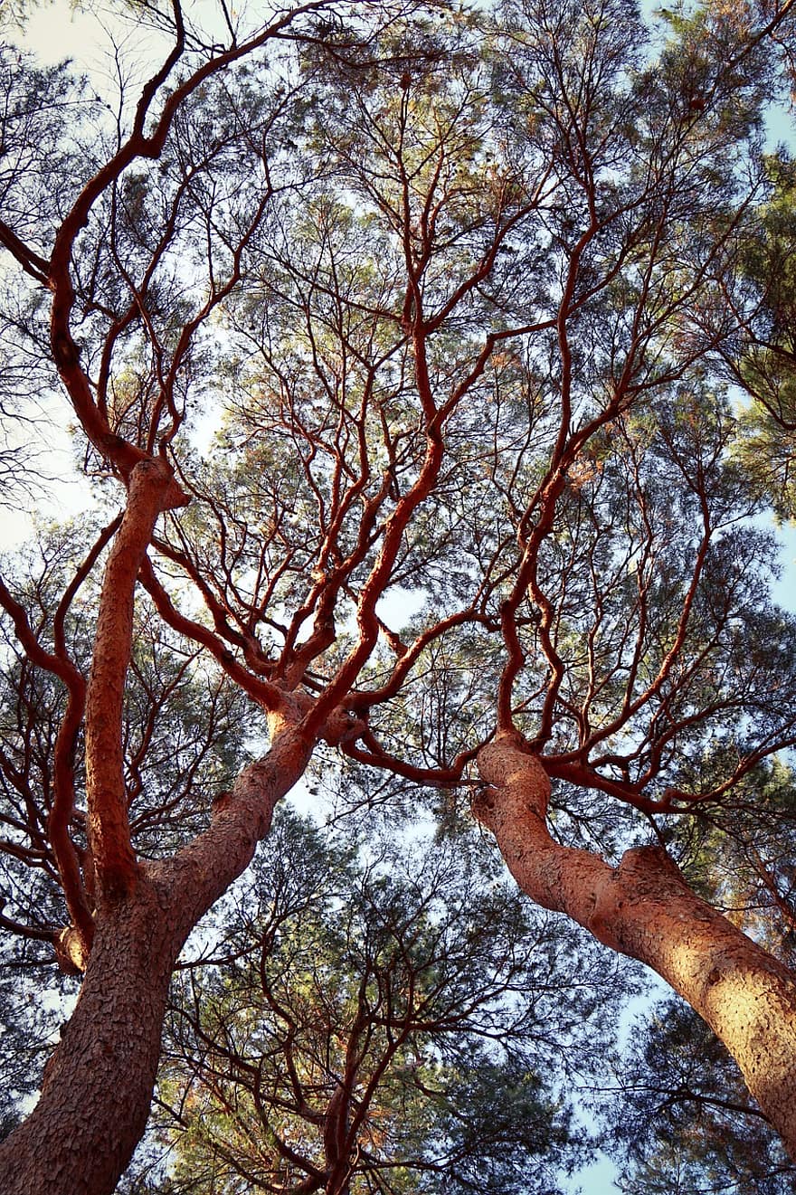 Red Pine, Trees, Canopy, Trunks, Branches, Pine, Pine Trees, Plants, Woods, Forest, Nature