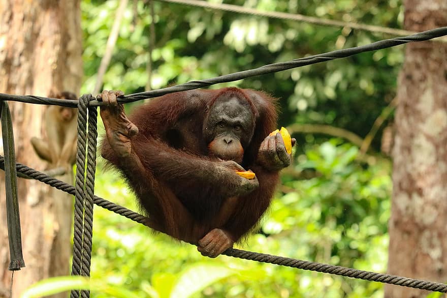dyr, orangutang, pattedyr, abe, arter, fauna, primat, tropisk regnskov, Skov, truede arter, dyr i naturen