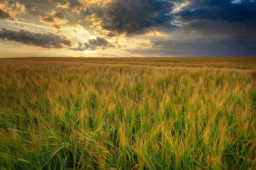 зрілі, урожай, зерна, пшениця, крупи, зростати, зростання, сільське господарство, літо, їжа, поле