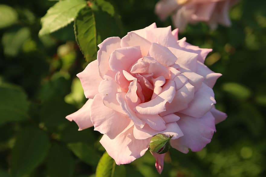 Rosa, primavera, naturaleza, planta, romántico