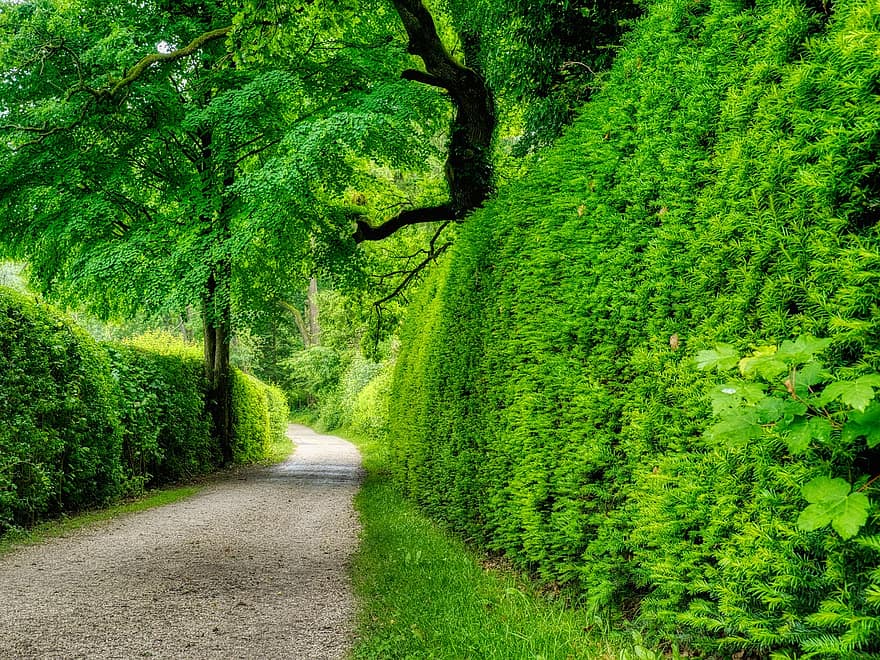 Hedge, Demarcation, Away, Trail, Path, Forest Path, Green, Trees, Hiking, Nature, Recovery