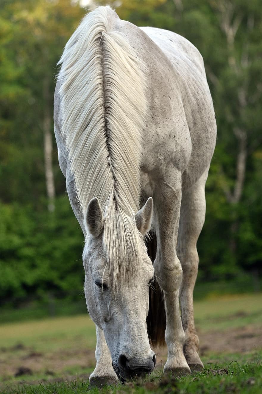 Horse, Animal, Mammal, Equine, White Horse, Grazing, Pasture, Meadow, Mane, Tail, Hooves