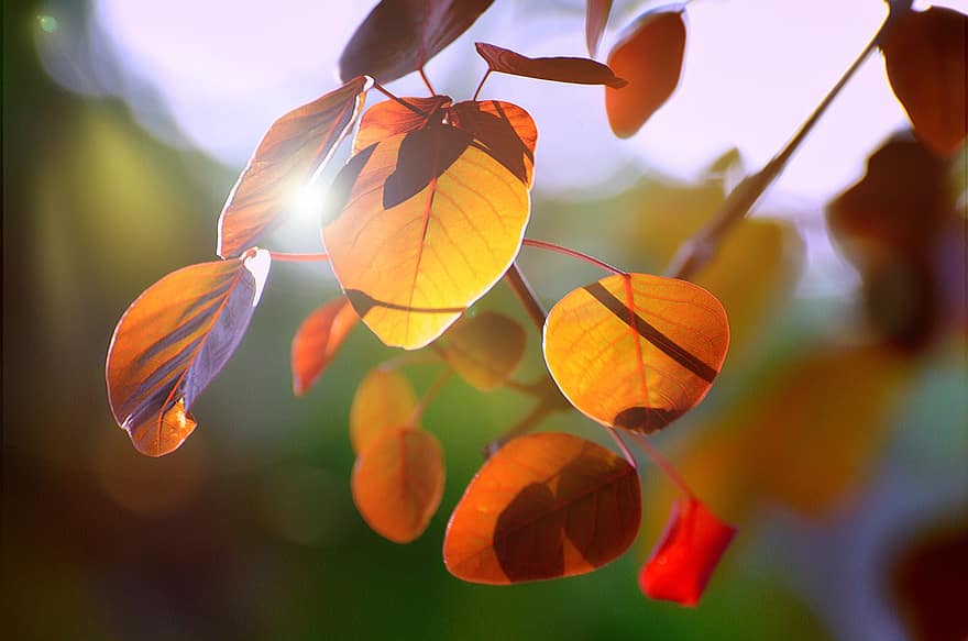 листа, клон, слънчева светлина, червени листа, шума, растение, природа, светлина