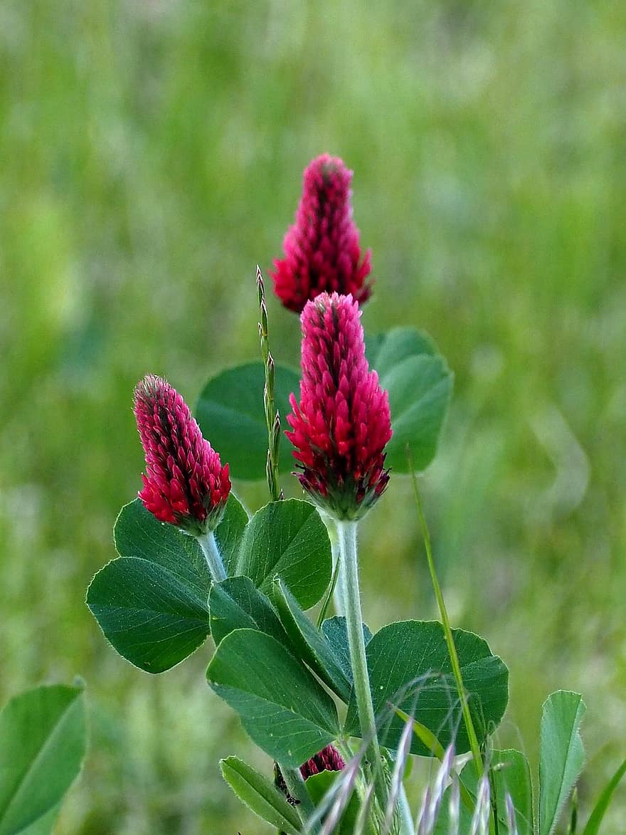 Four Leaf Clover, Field, Meadow, Red Flowers, Nature, Garden, Clover, Forage Clover, Blossom, Bloom, Large Clover