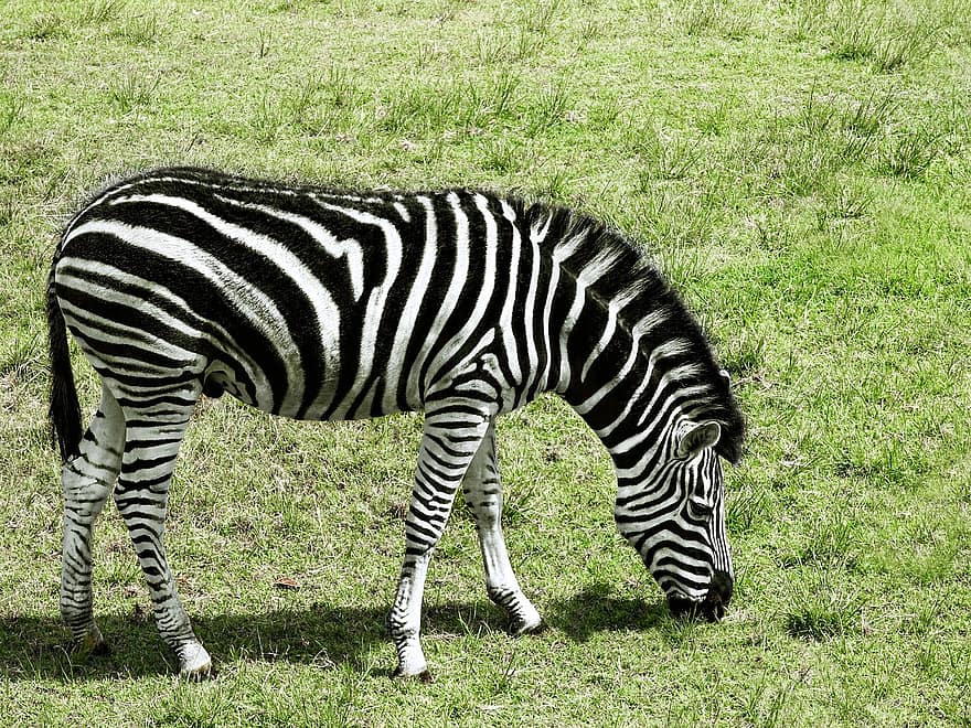 animal, zebra, mamífero, eqüino, espécies, fauna