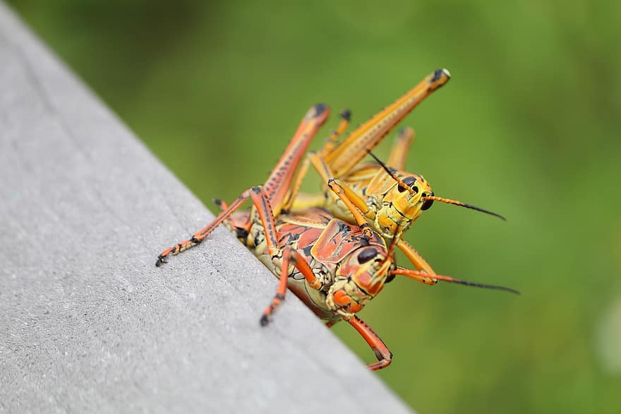 belalang, bug, serangga, pasangan, perkawinan, ilmu serangga, binatang