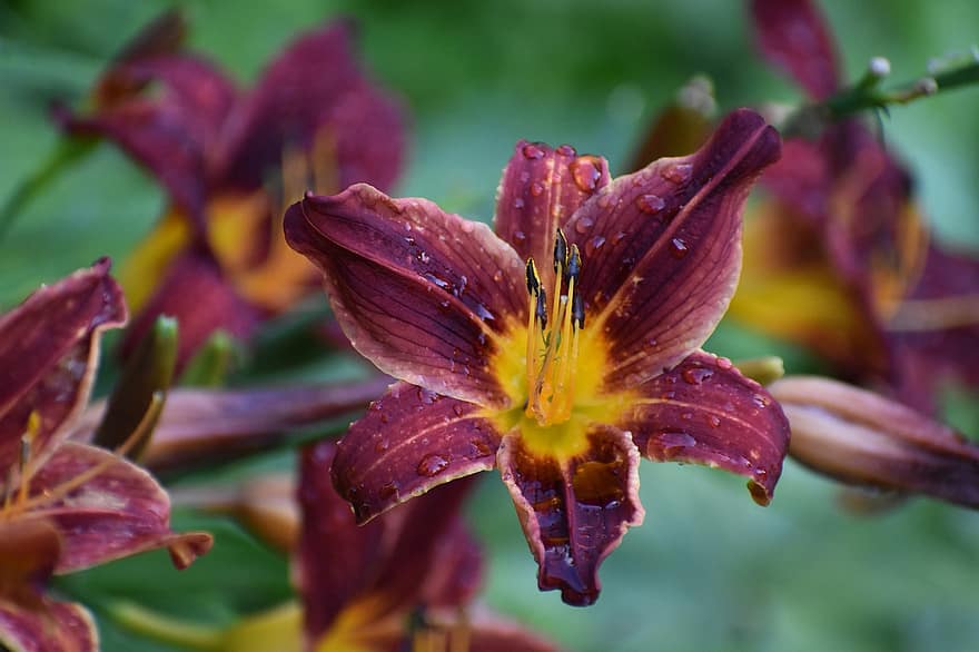 Daylily, Flowers, Dew, Wet, Lily, Red Flowers, Petals, Bloom, Plant, Dewdrops, Raindrops