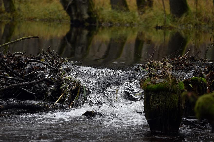 ruisseau, rivière, Pologne, courant, la nature, forêt, paysage, eau, arbre, couleur verte, l'automne