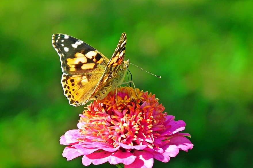 метелик, комаха, квітка, цинія, природи, крила