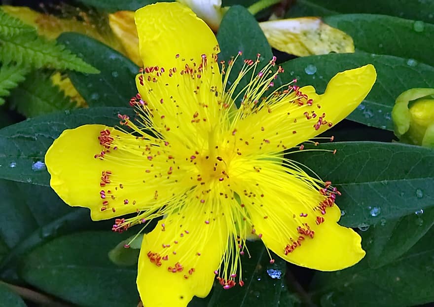 Erva de São João, hypericum, flor, amarelo, estames, pétalas, hypericaceae, verão