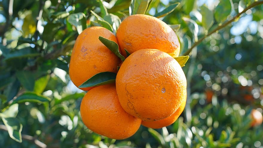 제주도, 만다린 오렌지, 과일