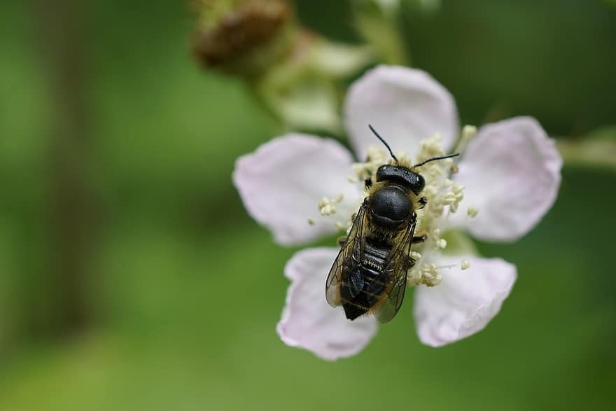 μέλισσα, έντομο, γονιμοποιώ άνθος, γονιμοποίηση, λουλούδι, φτερωτό έντομο, παρασκήνια, φύση, εντομολογία, macro