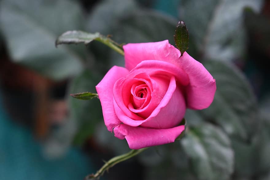 Trandafir, floare, plantă, floare roz, Trandafir roz, petale, a inflori, inflori, planta cu flori, plante ornamentale, floră