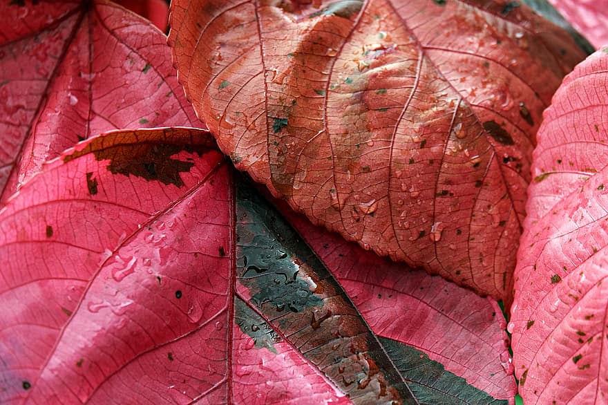 листья, мокрый, природа, розовые листья, капли воды, лист, осень, крупный план, фоны, разноцветный, время года