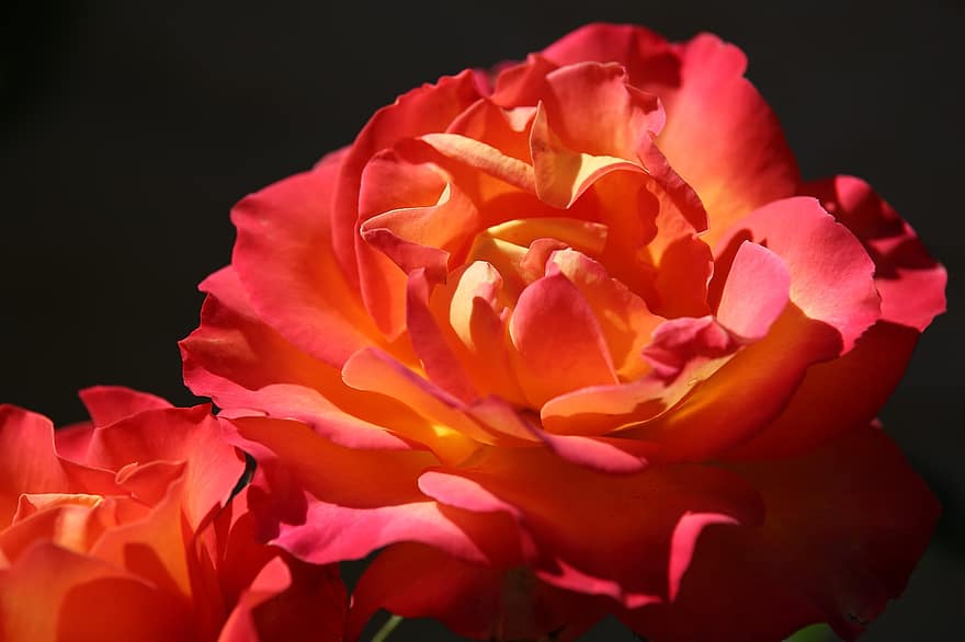 rosa vermella groga alinka, flor, pètals, florint, decoratiu, planta, estiu, naturalesa