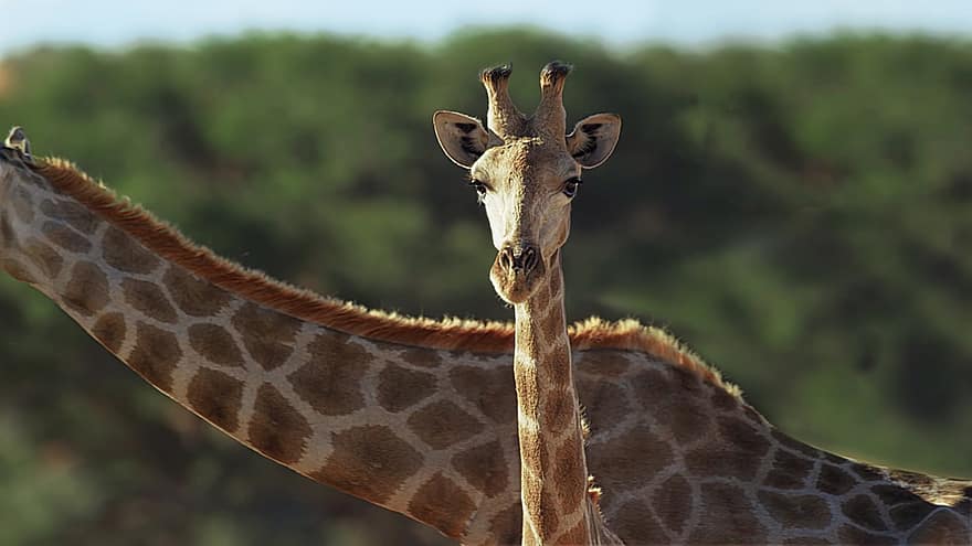 Giraffes, Heads, Ossicones, Long Neck, Giraffe Head, Artiodactyl, Ruminant, Large Ruminant, Large Animals, Large Mammals, Africa