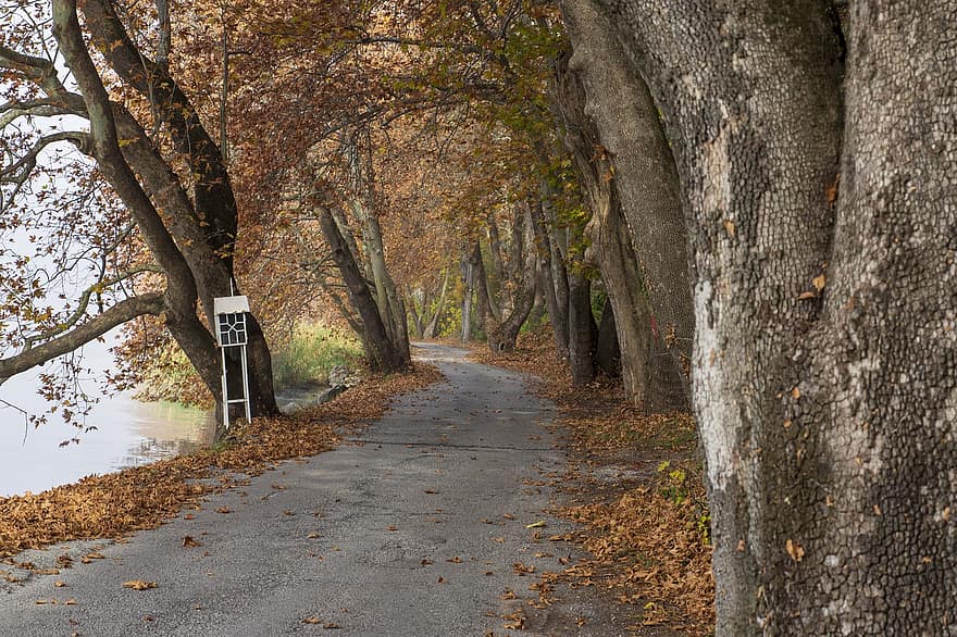Grækenland, vej, efterår, Kastoria, tåge, træ, Skov, blad, sæson, gul, oktober