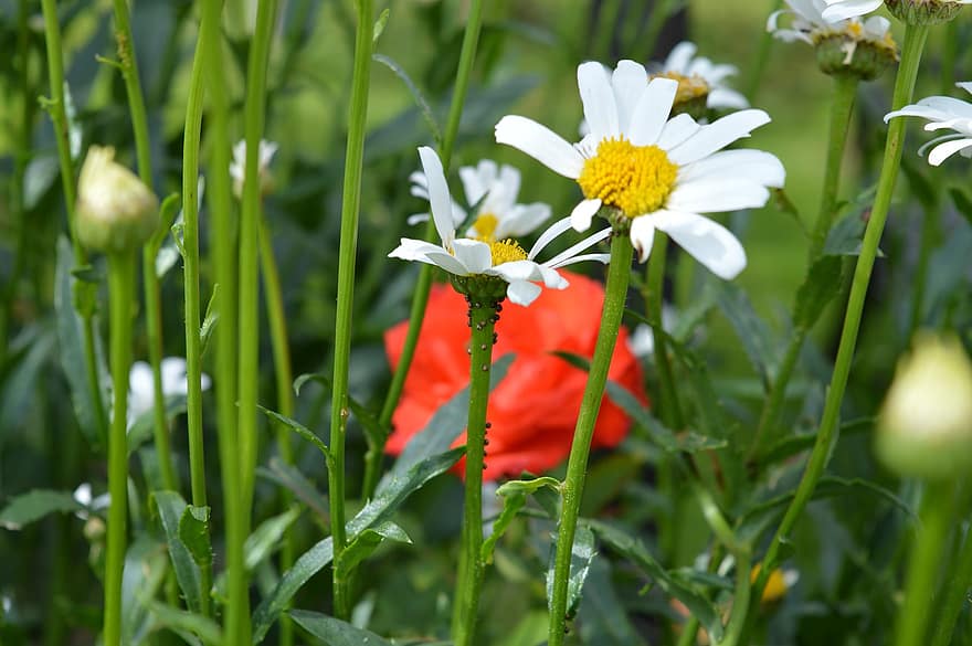 pievos, Daisy, gėlė, balta, vasara