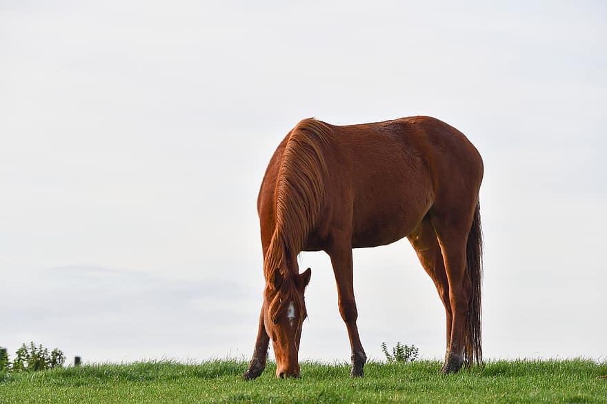 Horse, Animal, Brown Horse, Graze, Equine, Grazing, Pasture, Countryside, Outdoors, Stallion, Mane