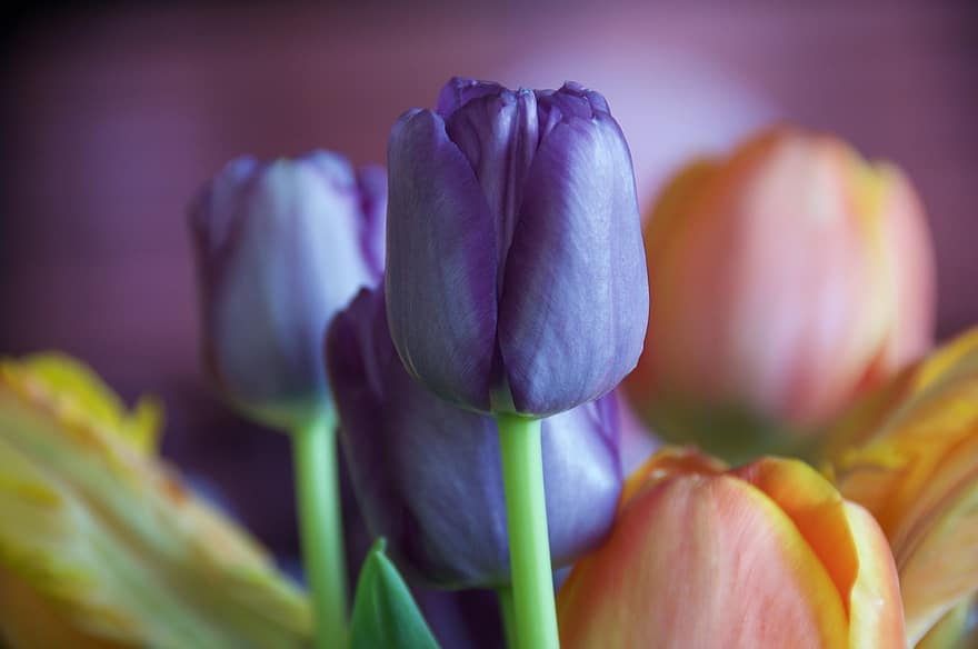 blomster, tulipaner, kronblade, buket, forår, flora, have, blomstre, farverig, natur, blomst